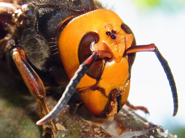 オオスズメバチとかいう生まれる国間違えた存在 生物ちゃんねる