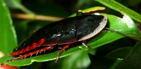 ゴキブリに驚愕する17のコト 生物ちゃんねる