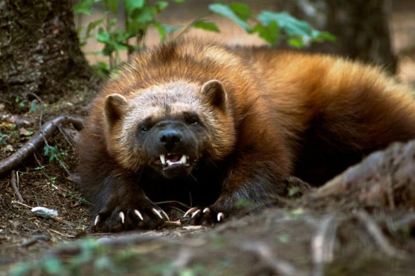 地上最強の動物ホッキョクグマっていうけど 生物ちゃんねる