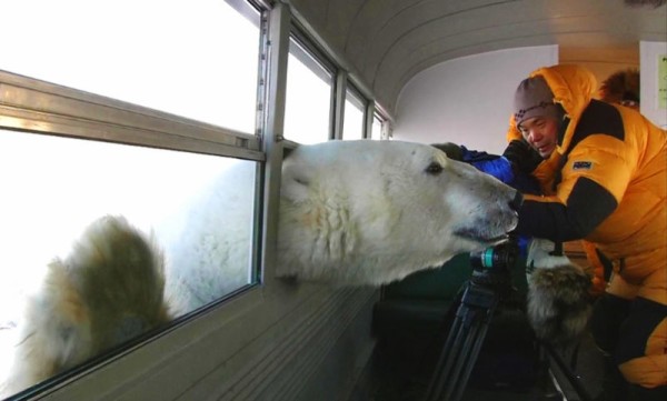 地上最強の動物ホッキョクグマっていうけど 生物ちゃんねる