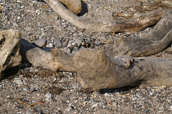 買うと流木が高い理由 ミドリフグの為に流木拾ってきたよ 生物ちゃんねる