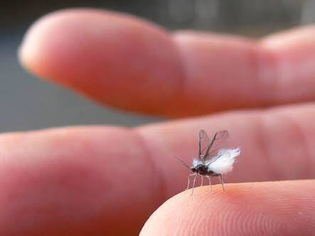 札幌だけど雪虫大量発生で辛い 生物ちゃんねる