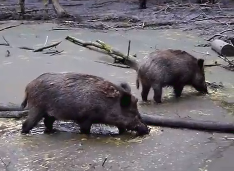 同等の大きさだったらツキノワグマより強い 実は肉食 頭骨はクマより大きい もはや日本には天敵のいないイノシシ 生物ちゃんねる