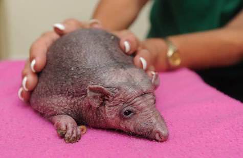 衝撃 針が抜けたハリネズミが想像以上にキモイwwwwwwwwwww 生物ちゃんねる