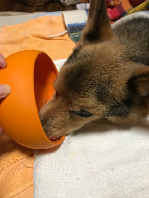 寝たきり犬にはシリコンボール コーギー新喜劇
