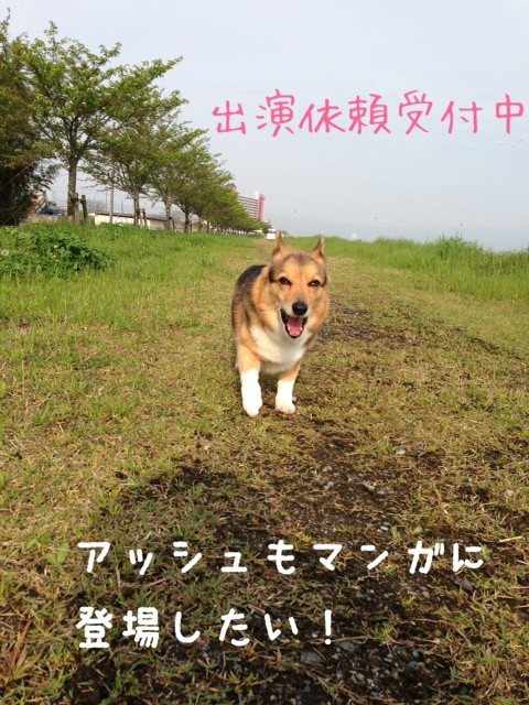 いもうとは秋田犬 コーギー新喜劇