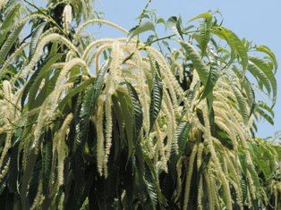 里山の香り 栗の花 足柄ふれあいの村ブログ