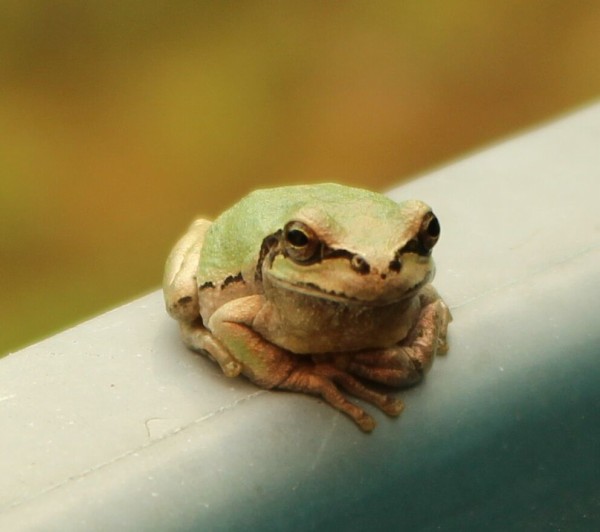 カエルの色にまたまた変化がありました 足柄ふれあいの村ブログ