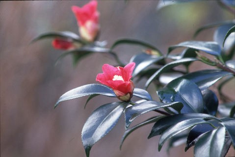 一子侘助という名の椿 : 好奇心の植物観察 椿 一子侘助