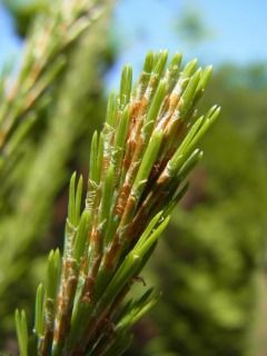 マツの葉 マツには葉形の異なる二種類の葉がある : 好奇心の植物観察