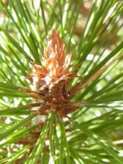 マツの葉 マツには葉形の異なる二種類の葉がある : 好奇心の植物観察