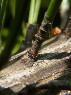マツの葉 GKZ植物事典・ミツバマツ（三葉松）