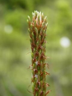 マツには葉形の異なる二種類の葉がある : 好奇心の植物観察