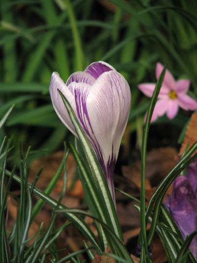 クロッカス 別名 ハナサフラン 路傍の花 花の写真図鑑