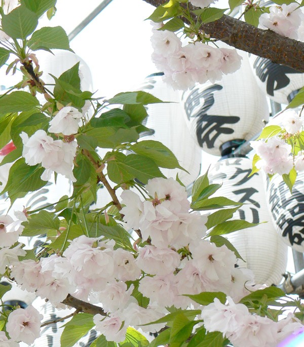 サクラ イチヨウザクラ 一葉桜 いちようざくら 路傍の花 花の写真図鑑