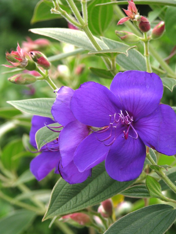 シコンノボタン 紫紺野牡丹 別名 スパイダーフラワー 路傍の花 花の写真図鑑