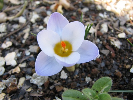 クロッカス 別名 ハナサフラン 路傍の花 花の写真図鑑