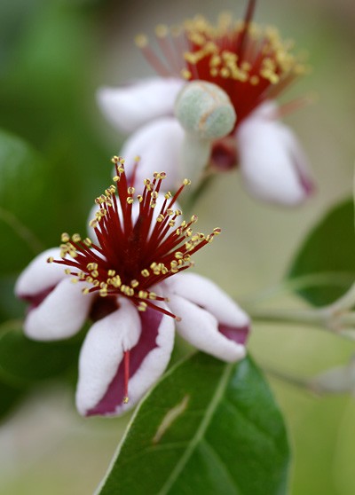 げろ げ ろ 喰ったらboo