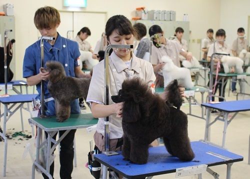 ジャパンケネルクラブ公認トリマーC級ライセンス！ : アジア動物専門