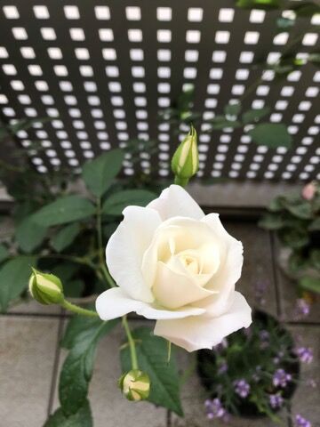 ベランダで大好きな薔薇を育てる As I Am 自分らしく