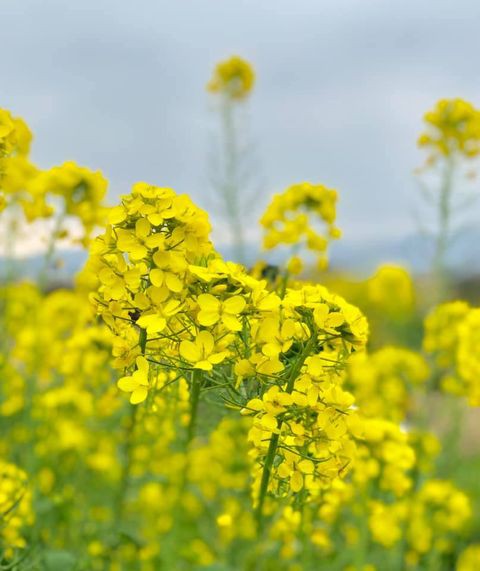 寄稿 菜の花の季節 From T K 新 あしたド ナル