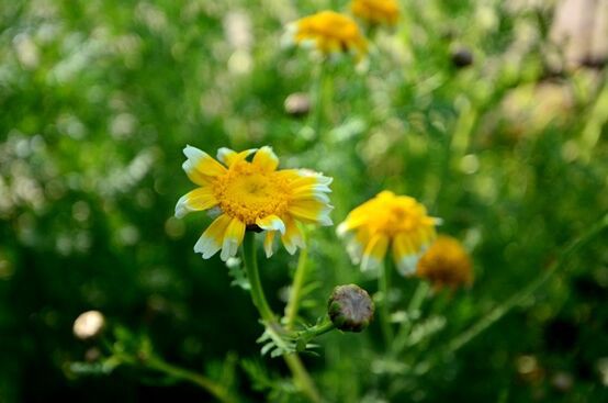 春菊の花 犬と歩きたい