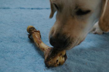 最近癖になっていること 犬の臭いはどんな臭い 隠居主婦の手芸道 残りの人生趣味だけ