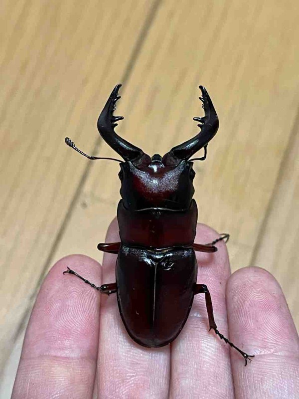 クロシマノコギリクワガタ飼育記2022-2023 : ハノンのアトリエ