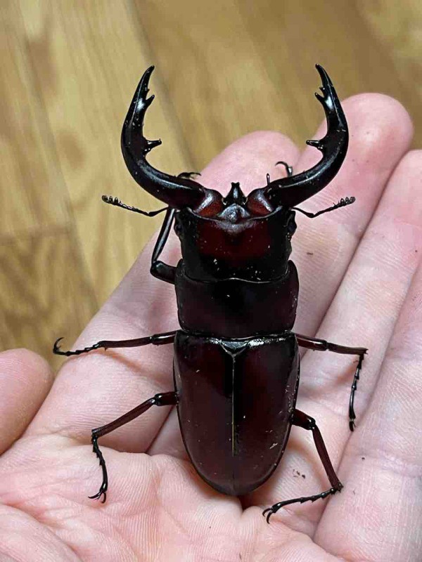アマミノコギリクワガタ飼育記2023-2024 : ハノンのアトリエ