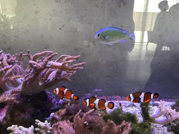 桑田佳祐の運勢 Kumasaburoのhoroscope