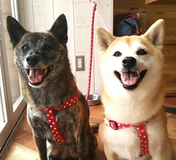 ドッグカフェsorrisoさんで似顔絵席描き 3 あとりえピノコ