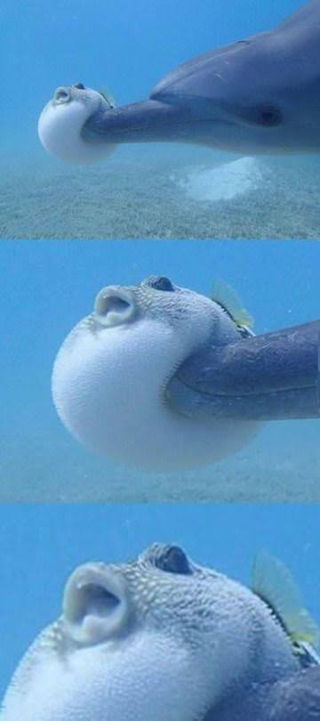 古代魚 3億年前の海を支配していた魚怖すぎて草 ダンクルオステウス えあ速
