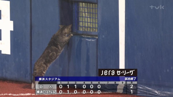 ぬっこぬこ 雨天コールドの横浜スタジアムに猫乱入www えあ速 ぬっこぬこ 雨天コールドの横浜スタジアムに猫乱入www えあ速