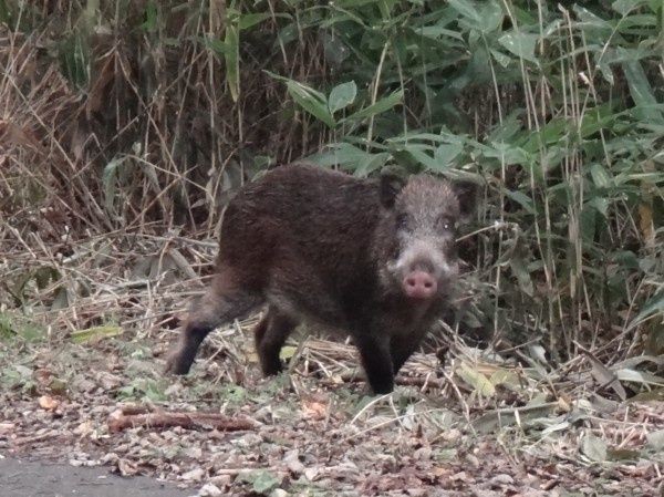 イノシシが出ました 笑 ぺんたの地方不動産投資日記