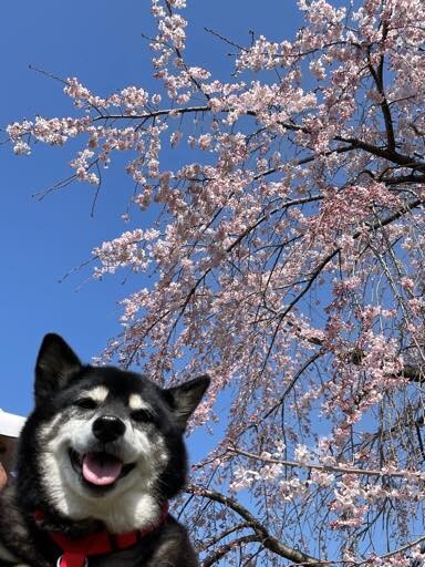 ゆき　(桜) 柴犬　後ろ姿　小物入れ 梅の花が凄くキレイに咲いていました😊 もう少しで桜🌸ですね