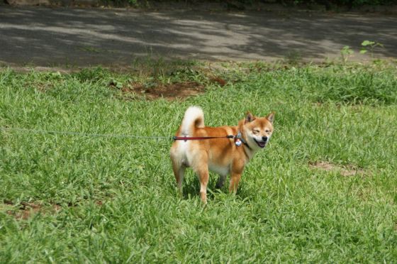 服部牧場でピクニック 柴犬アトム 黒柴アラレの日々是好日