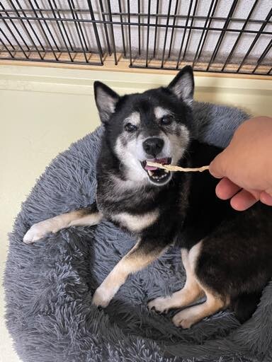 梅小路公園で桜を楽しんだ後、柴犬四色(赤・白・黒・胡麻)揃い
