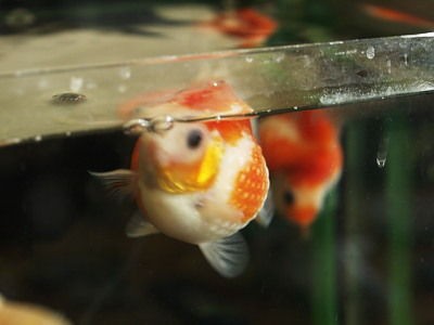 金魚 の水 が臭い 徒然メモ