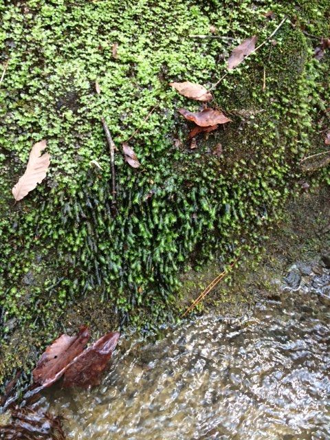 苔採取 苔盆栽製作 あつしのいろいろ