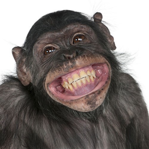 満面の笑みとはこういう事 笑顔の動物達 世界のできごと あっちこっちにゅーす