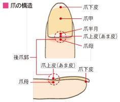 爪の役割 治療と運動 Attivo アッティーボ 大阪