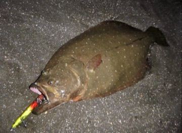 釣果 西湘サーフは コノシロフィーバー コノシロパターンを攻略せよ ちょっとe Life