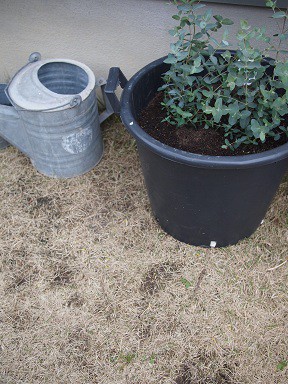 庭のジャングル化 6年後のユーカリポポラス ここ数ヶ月ですごい成長を見せる Aula Powered By ライブドアブログ