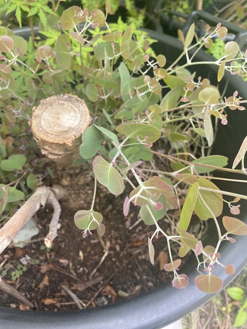 ② ユーカリ ポポラス 極太 最高等級 - 植物/観葉植物