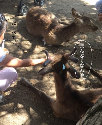 Gw 奈良公園の鹿が疲れ気味だった話しと くるみの木でランチ