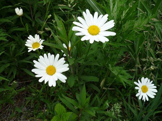 野の花たち 初夏編 その５ 猫じゃらし揺れて