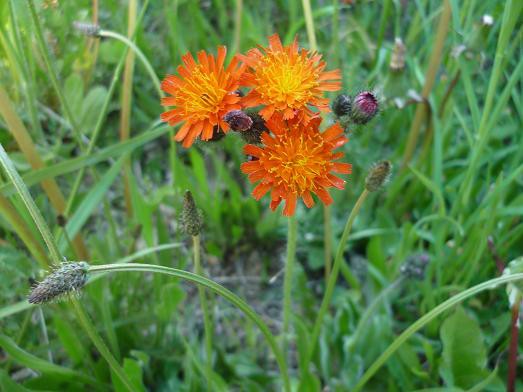 野の花たち 初夏編 その２ 猫じゃらし揺れて