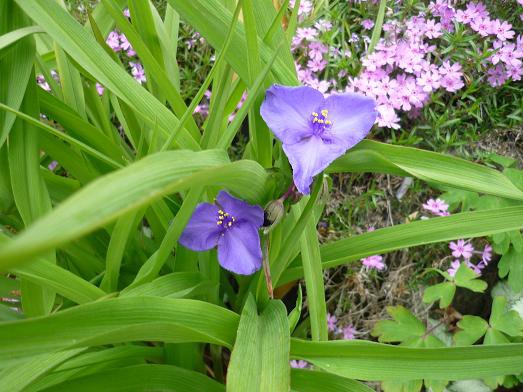 野の花たち 初夏編 その６ 猫じゃらし揺れて
