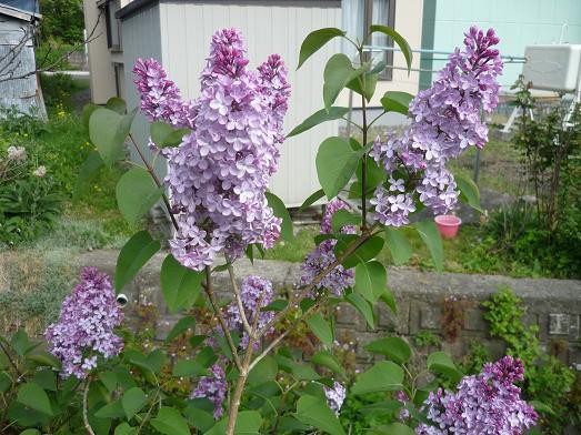 ライラックの呼び方あの国この国 猫じゃらし揺れて