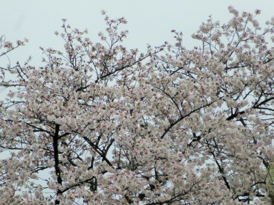 雨中の花見 おらおら日記 逆襲編